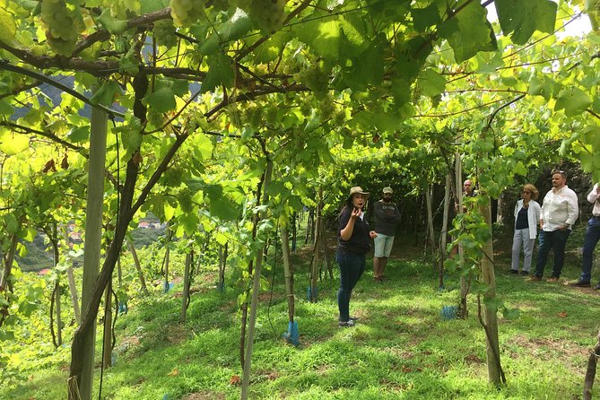 Signature Wine Tastings, Skywalk, Nature 4x4 Open Roof Expedition - Sao Vicente vineyards: guided wine education you can taste right away