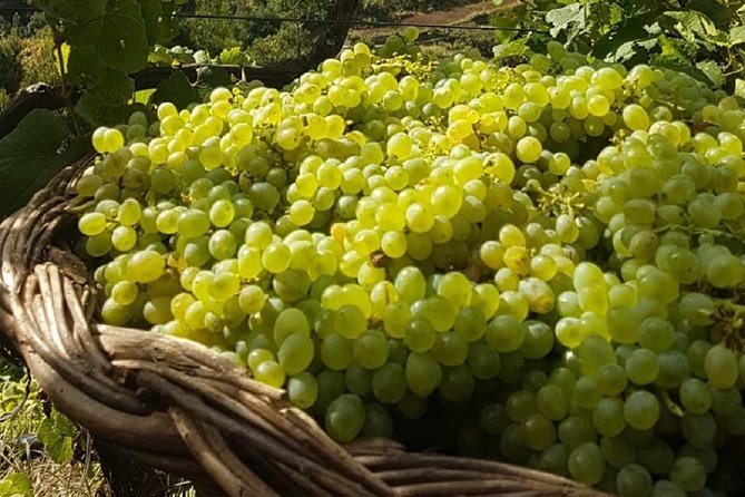 Signature Wine Tastings, Skywalk, Nature 4x4 Open Roof Expedition - Câmara de Lobos Madeira Wine Lodge: village charm and fortified wine time