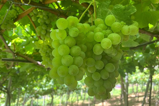 Skywalk with Wines Tasting and Vineyards Half day 4x4 Adventure - Price and logistics: what you’re paying for