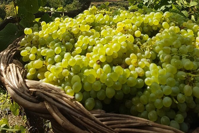 Skywalk with Wines Tasting and Vineyards Half day 4x4 Adventure - Quinta Barbusano: the vineyard tour and why the walk matters