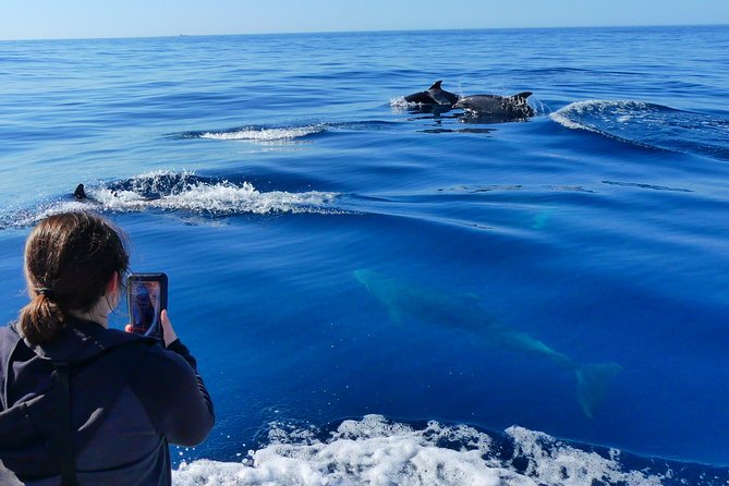 Small Group Dolphin and Wildlife Watching Tour in Faro - Algarve Dolphins from Faro: What Makes This Tour Worth Your Time