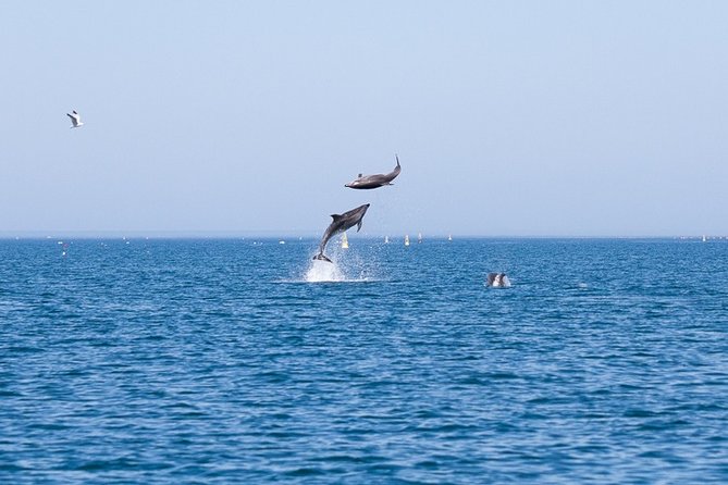 Small Group Dolphin and Wildlife Watching Tour in Faro - Wildlife Targets: Dolphins, Birds, and the Lucky Extras