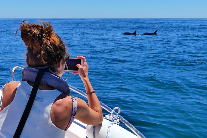 Small Group Dolphin and Wildlife Watching Tour in Faro - Marine Biologists On Board: Learning + Ethical Watching