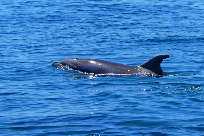 Small Group Dolphin and Wildlife Watching Tour in Faro - The Boat Ride Reality Check: Comfort, Speed, and Cold Water