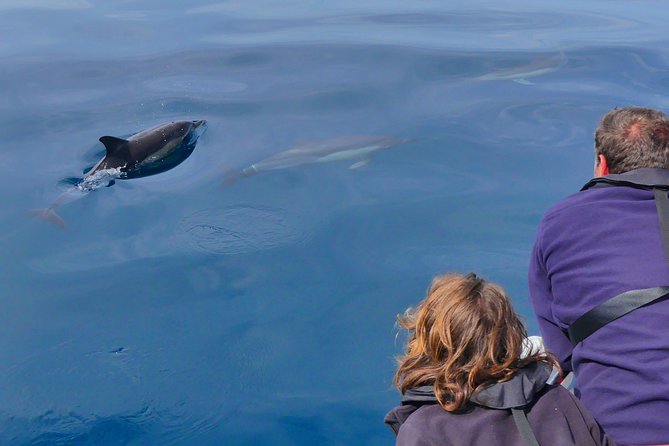 Small Group Dolphin and Wildlife Watching Tour in Faro - Price and Value in the Faro Dolphin-Watching Market