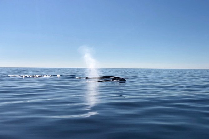 Small Group Dolphin and Wildlife Watching Tour in Faro - Who This Tour Is Best For (and When to Choose Another Plan)