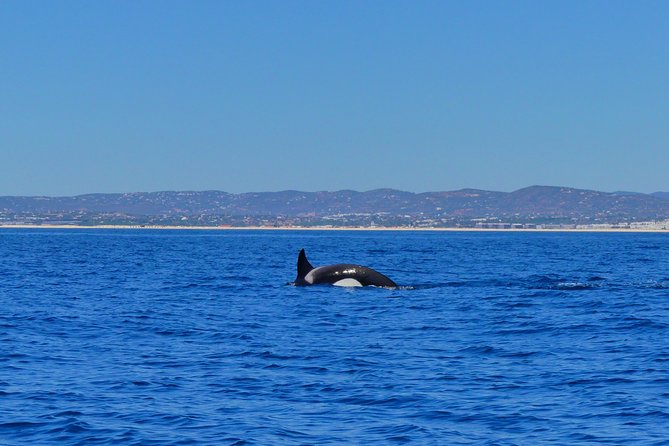 Small Group Dolphin and Wildlife Watching Tour in Faro - Should You Book Ocean Vibes Algarve for Dolphins in Faro?