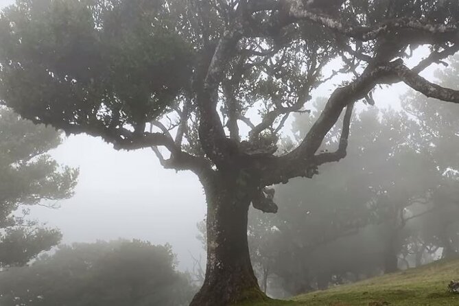 Small Group West Tour Waterfalls & Fanal Forest Tour - Stop 4: Ponta do Sol Quick Stop (Banana-Valley Views)