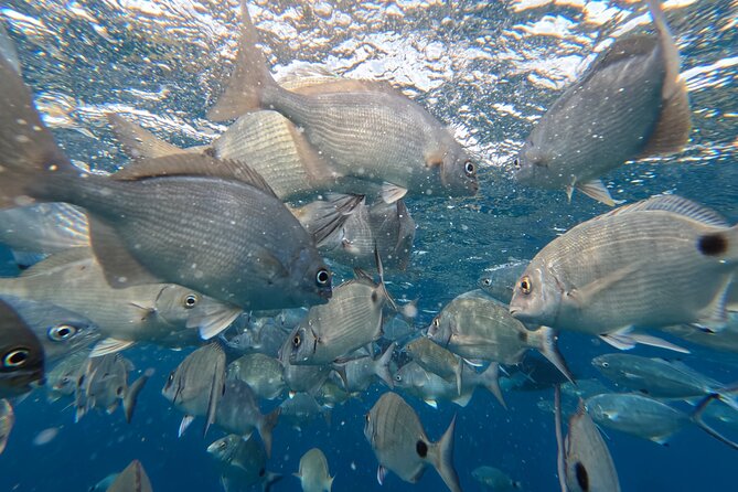 Snorkeling Tour Ilhéu from Vila Franca do Campo - The zodiac ride: quick, fun, and designed for calm conditions
