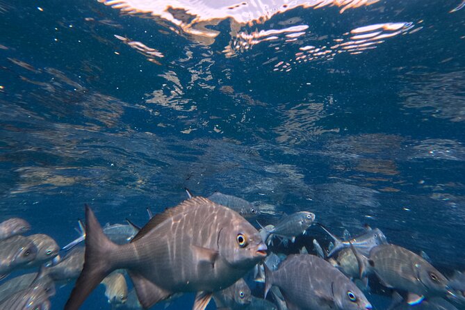 Snorkeling Tour Ilhéu from Vila Franca do Campo - Gear included: wetsuits and masks that keep you comfortable