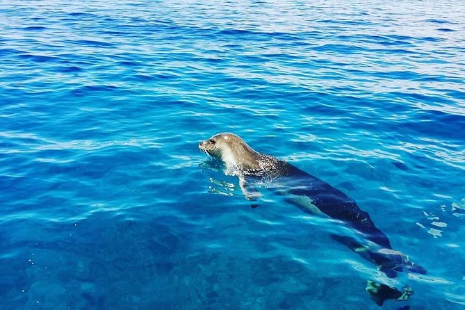 Snorkelling Trip at Ponta de São Lourenço Protected Area - Who Should Book This Snorkel Trip (and Who Might Want a Different Plan)