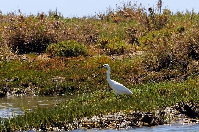 Sunset Boat Trip of Ria Formosa: an Eco-friendly Tour out from Faro - Your Skipper’s Commentary: How the Lagoon Becomes Understandable