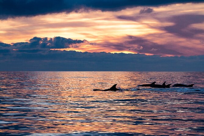 Sunset Dolphin Watching with Marine Biologists - Key Highlights You’ll Actually Care About