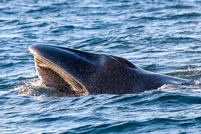 Sunset Dolphin Watching with Marine Biologists - Cruising Ria Formosa Natural Park Before the Ocean Search
