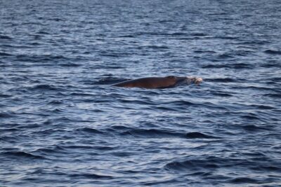 Sunset Dolphin Watching with Marine Biologists - On-Board Briefing: The Rules That Make Wildlife Watching Work