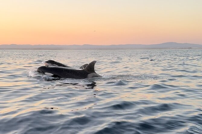 Sunset Dolphin Watching with Marine Biologists - What You’ll Look For: Dolphins, Sharks, and Marine Birds