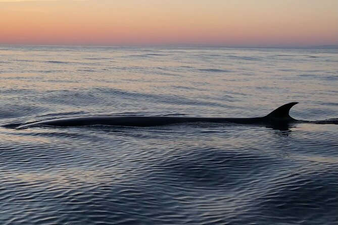 Sunset Dolphin Watching with Marine Biologists - How the Science Side Makes the Experience Better