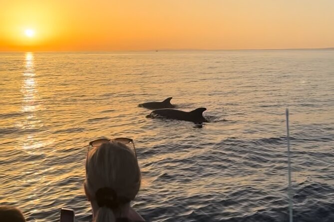 Sunset Dolphin Watching with Marine Biologists - Comfort and What to Bring for a Windy Faro Evening