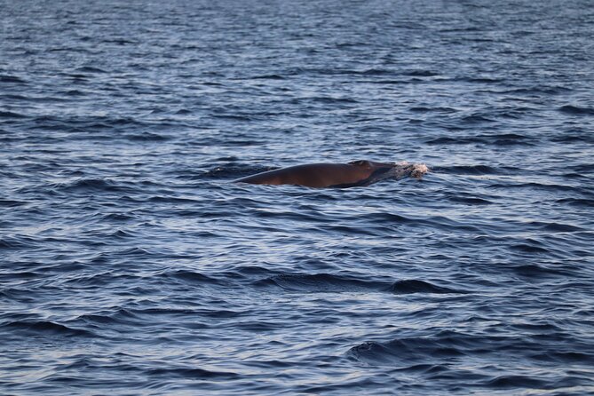 Sunset Dolphin Watching with Marine Biologists - On-Board Briefing: The Rules That Make Wildlife Watching Work