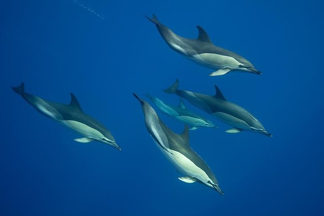 Swim with Wild Dolphins in the Azores - Key things that make this dolphin swim work