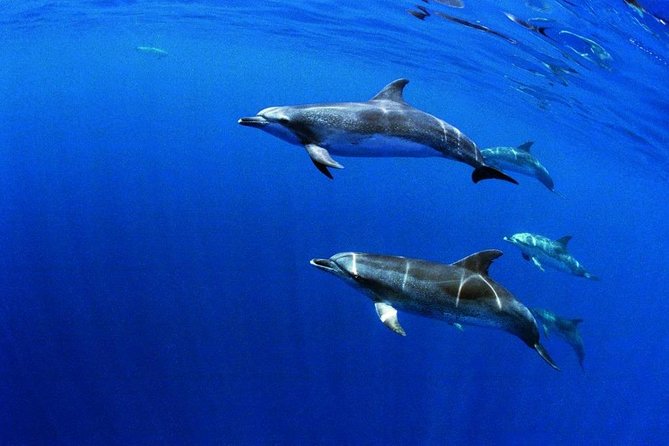 Swim with Wild Dolphins in the Azores - Chances of dolphins (and other surprises): whales, shark sightings, and how fast it happens