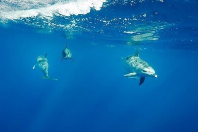 Swim with Wild Dolphins in the Azores - Swimming with wild dolphins: etiquette, real safety, and what you’ll notice in the water