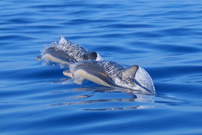 Swim with Wild Dolphins in the Azores - What to bring (and what you’ll get): snorkeling gear, towels, and dry clothes