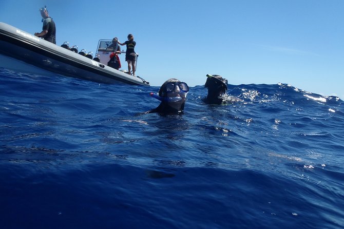 Swim with Wild Dolphins in the Azores - Who should book this São Miguel dolphin swim—and who should skip it