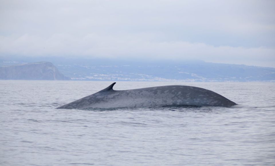Terceira: Half-Day Dolphin and Whale Watching Tour - Who should book this Terceira tour