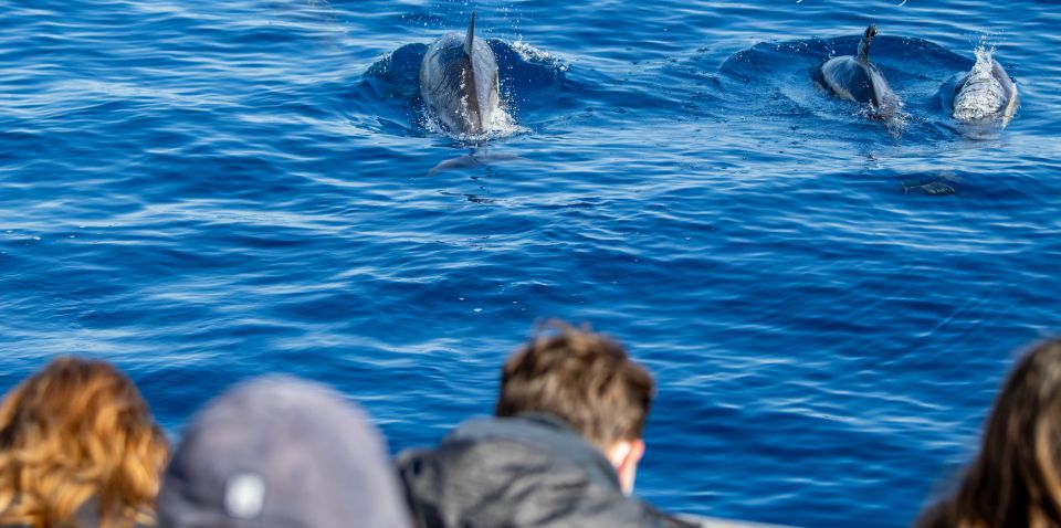 Terceira: Half-Day Dolphin and Whale Watching Tour - How the crew actually finds dolphins and whales