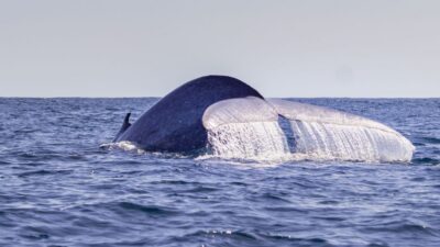 Terceira: Half-Day Dolphin and Whale Watching Tour - The briefing that changes what you notice