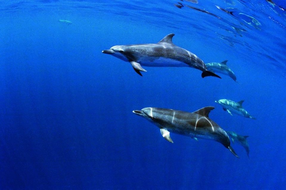 Terceira: Half-Day Dolphin and Whale Watching Tour - Sea conditions and comfort: pack for spray and wind