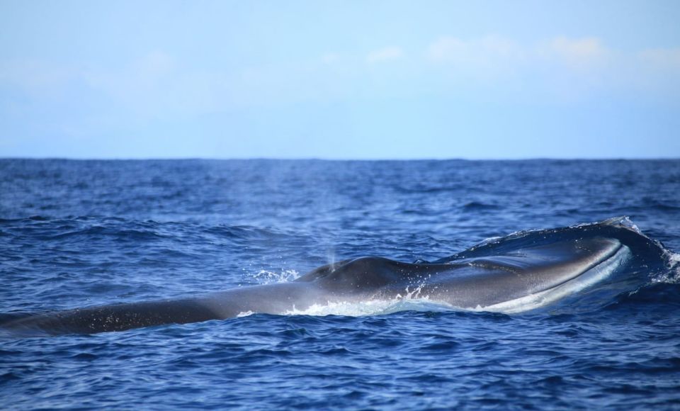 Terceira: Half-Day Dolphin and Whale Watching Tour - Price and value: $70 for science-led spotting