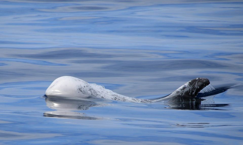 Terceira: Half-Day Dolphin and Whale Watching Tour - The real quality test: respect and professionalism