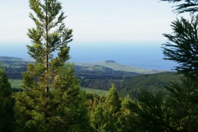 Terceira Island: Half-Day 4X4 Tour - The Narrow Backroads: Hydrangeas, Trees, and Basalt Walls