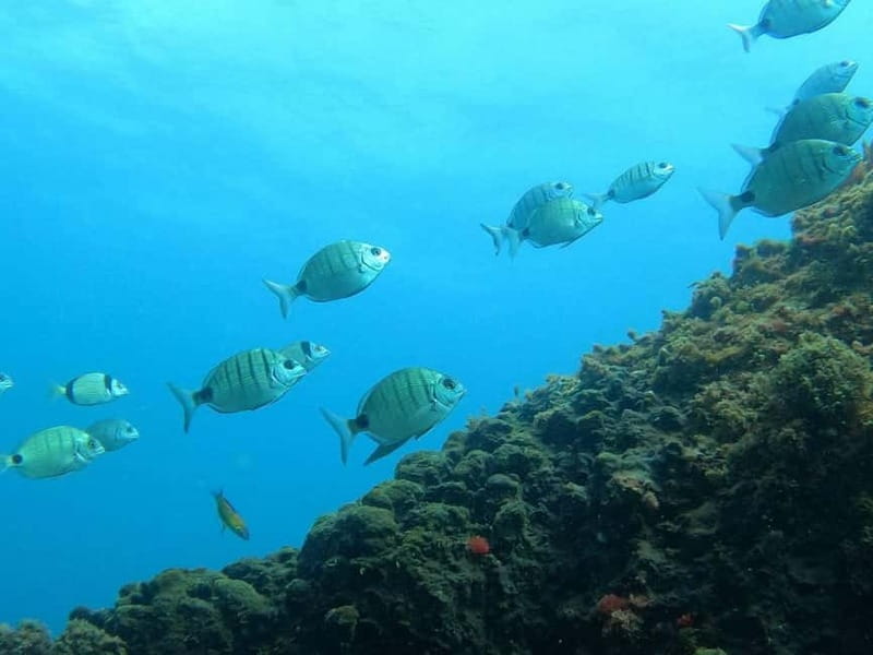 Terceira Island: Snorkeling Adventure - Key Takeaways Before You Go