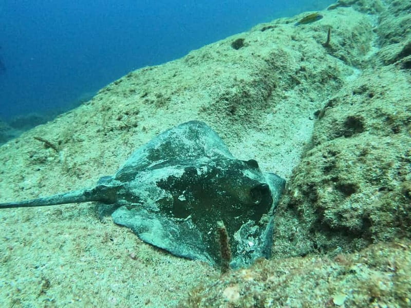 Terceira Island: Snorkeling Adventure - Marine Life You Might See (Fish, Octopus, and Stingray Possibilities)