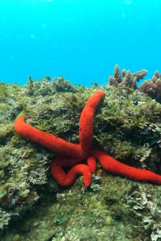 Terceira Island: Snorkeling Adventure - Price and Value: What $41 Gets You in Real Terms