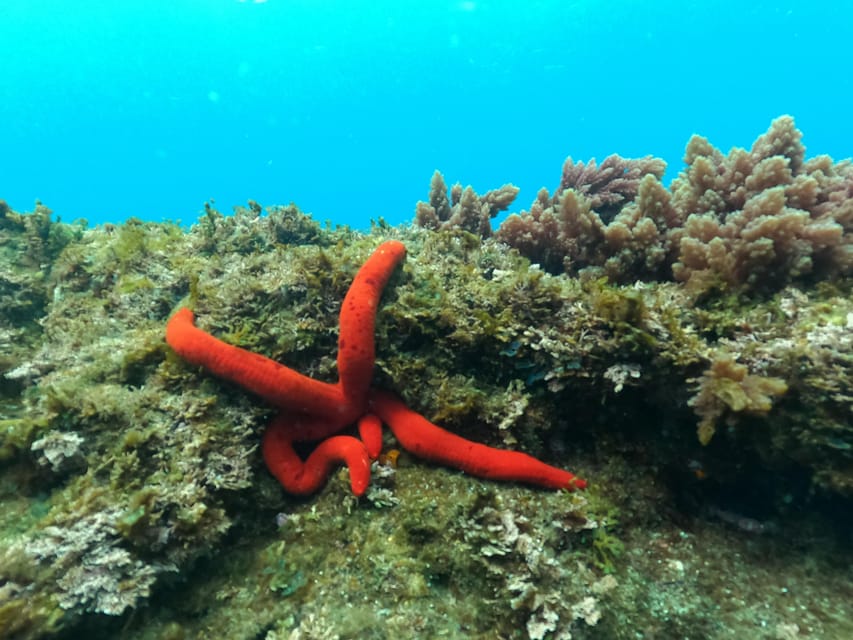 Terceira Island: Snorkeling Adventure - Timing: Why 1.5 Hours Feels Right