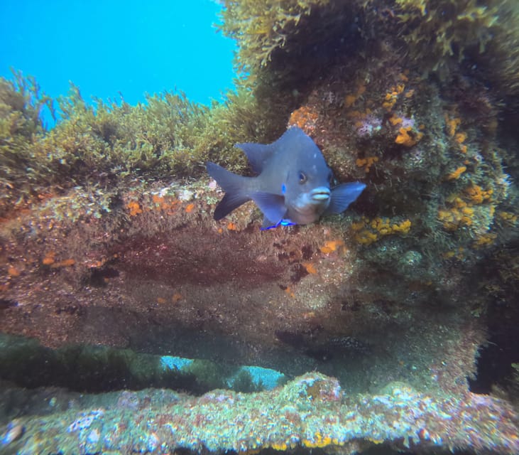Terceira Island: Snorkeling Adventure - What You Should Bring (So the Day Doesn’t Get Annoying)