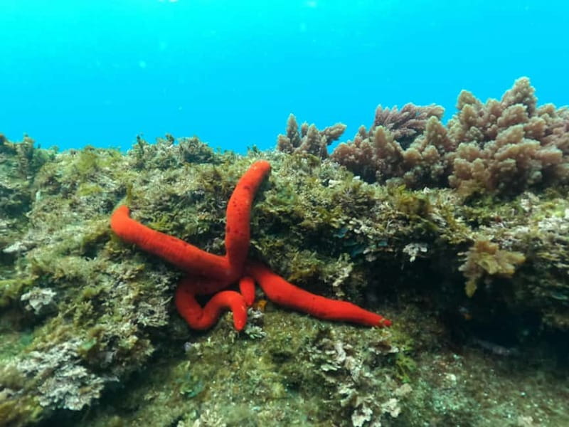 Terceira Island: Snorkeling Adventure - Getting Ready at Marina De Angra (and What to Expect Up Close)