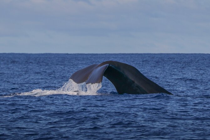 Terceira Island: Whale & Dolphin Watching | Best Wildlife Tour - Key highlights worth planning around