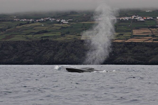 Terceira Island: Whale & Dolphin Watching | Best Wildlife Tour - Your 2.5 hours on the water: what the timeline feels like