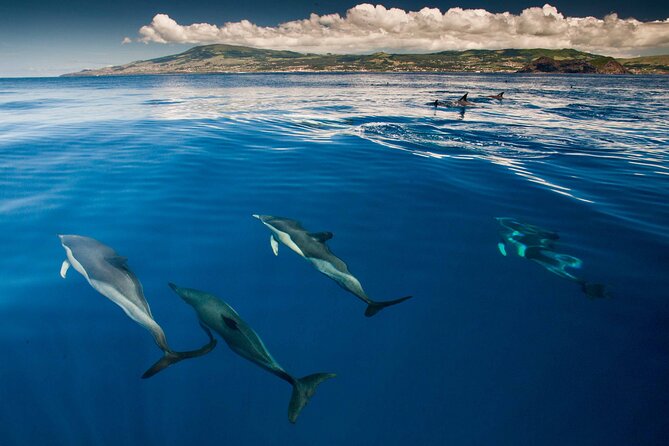 Terceira Island: Whale & Dolphin Watching | Best Wildlife Tour - Guide quality and the small-group advantage
