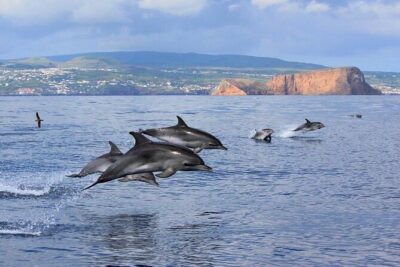 Terceira Island: Whale & Dolphin Watching | Best Wildlife Tour - What you might actually see: dolphins are the safe bet, whales are the bonus