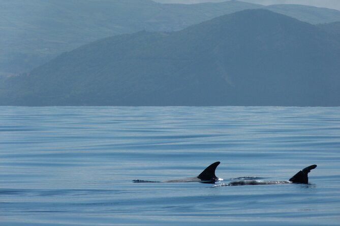 Terceira Island: Whale & Dolphin Watching | Best Wildlife Tour - Price and value: is $84.11 worth it?