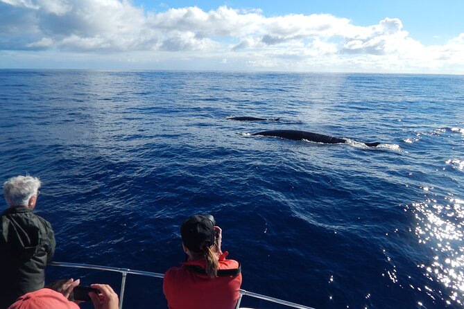 Terceira Island: Whale & Dolphin Watching | Best Wildlife Tour - Logistics that can make or break your day