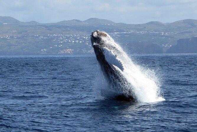 Terceira Island: Whale & Dolphin Watching | Best Wildlife Tour - Who this tour suits best