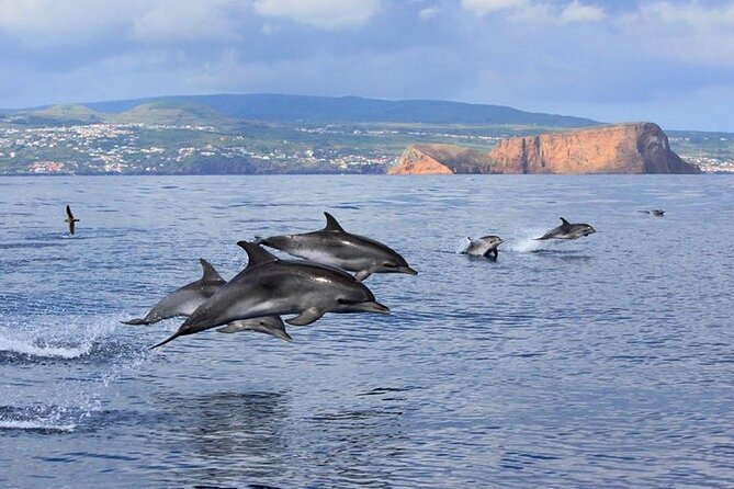 Terceira Island: Whale & Dolphin Watching | Best Wildlife Tour - What you might actually see: dolphins are the safe bet, whales are the bonus