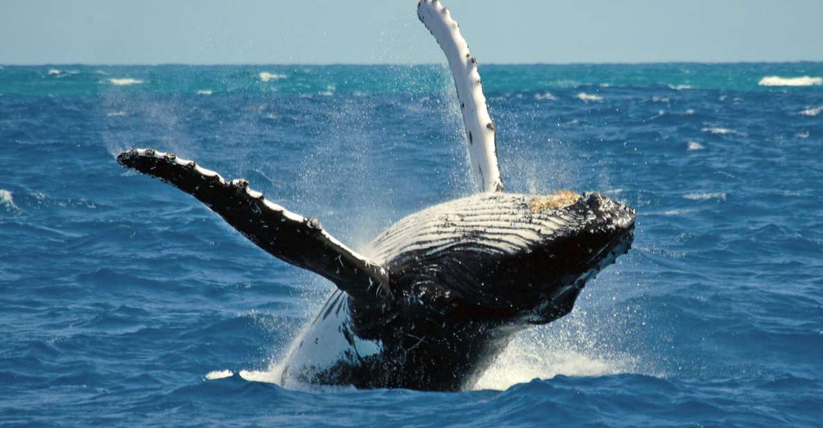 Terceira Island Whale Watching and Jeep Tour - Morning Whale Watching: Small Boat, Real Chances